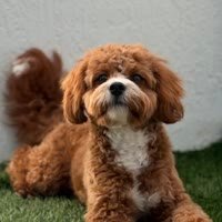 Charley
